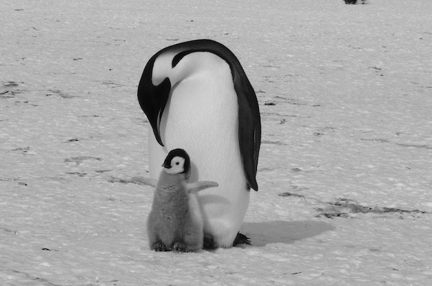 Linux